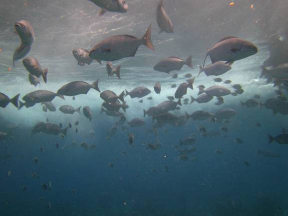 Atravessando cardume durante mergulho em Long Caye Aquarium, perto do Blue Hole, na grande barreira de corais de Belize